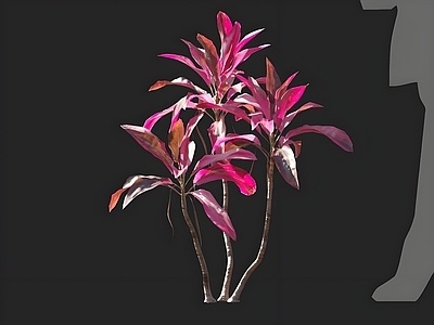 其他绿植 朱蕉 花卉 盆栽 绿植