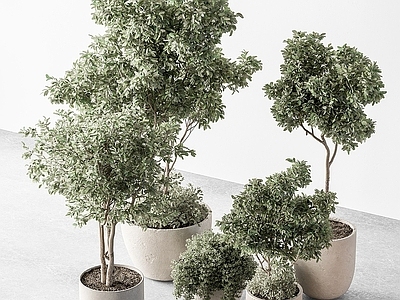 盆栽 植物 装饰 室内 灌木 盆