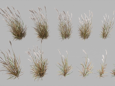 花草组合 细叶芒草 芦苇 狗尾巴草 狼尾草草 小草花草花卉