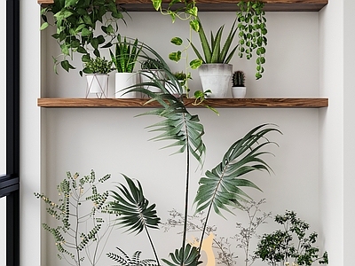 植物组合 盆栽 植物堆 植物墙 植物盆栽