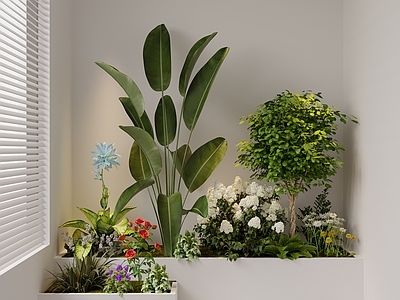 植物组合 盆栽 树池