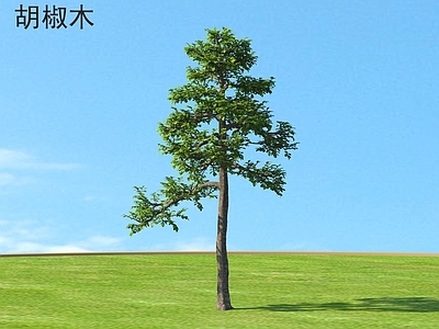其他树木 胡椒木 小树木