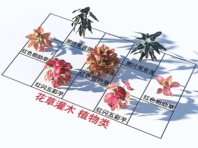 花草组合 灌木花草 植物类