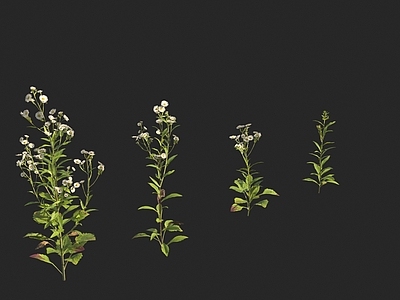 花草组合 一年蓬 治疟草