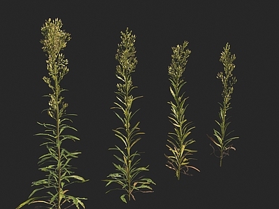 花草组合 小蓬草
