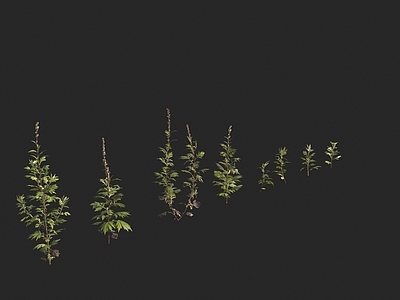 花草组合 艾蒿 白蒿