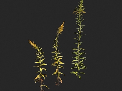 花草组合 一枝黄花