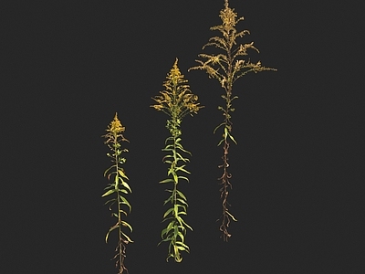 花草组合 一枝黄花