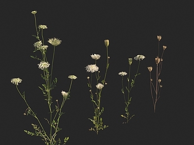 花草组合 胡萝卜苗