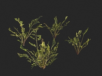 花草组合 胡萝卜苗