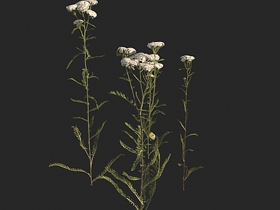 花草组合 蓍 千叶蓍 欧蓍
