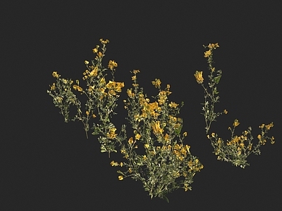 花草组合 野草