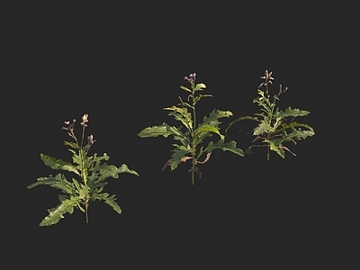 花草组合 蓟 山萝卜 地萝卜