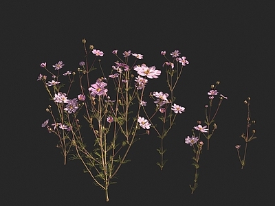 花草组合 大波斯菊