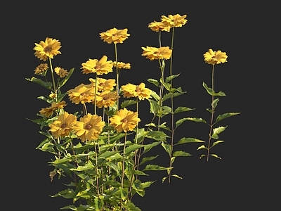 花草组合 翠菊 紫苑