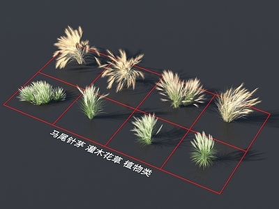 花草组合 灌木花草 植物类