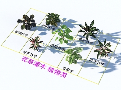 花草组合 花草灌木 植物类