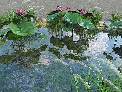 现代新中式水景 新中式景观水池 荷花池景鲤池 水景荷花锦鲤 鱼池荷花塘 鱼池