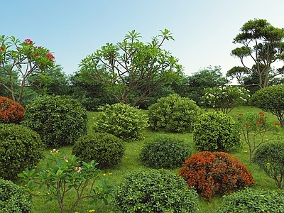 灌木 现代植物灌木 球灌木 花卉灌木 园林植物 草地 草坪 绿篱