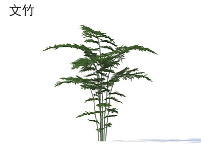 竹子 文竹 植物类