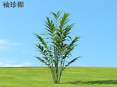 其他树木 袖珍椰 植物类