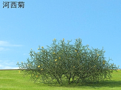 花草组合 河西菊 花草灌木
