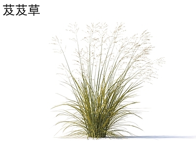 花草组合 芨芨草 花草灌木