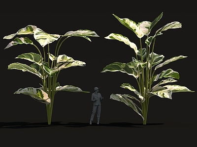 其他绿植 奇幻异形植物