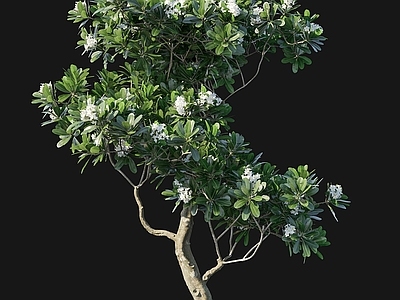 其他树木 花园 灌木 植物 树叶