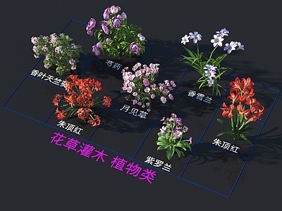 花草组合 灌木花草 植物