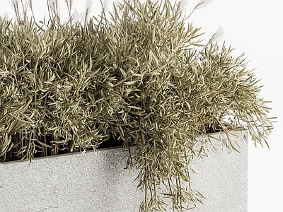 花坛 混凝土植物