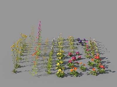 花草组合 花草 野花 野草