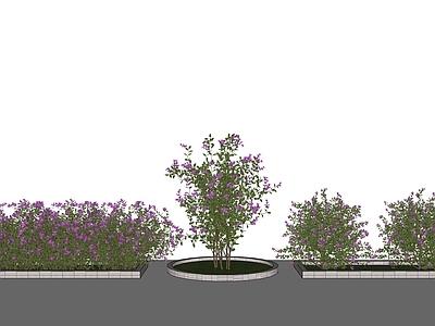 灌木 三角梅 绿篱 球 花箱