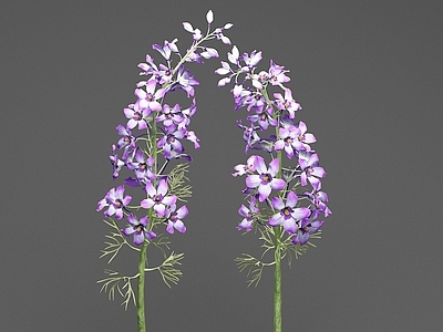 花草组合 翠雀花 野花 花卉 鲜花 花草 花朵