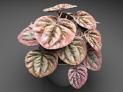 花草组合 皱皮豆瓣绿 皱叶椒草 植物