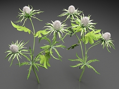 花草组合 野生刺芹 植物 花草 花卉 花朵