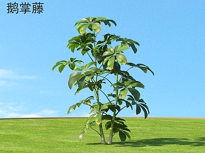 灌木 鹅掌藤 花草灌木