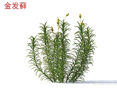 草 金发藓 花草灌木