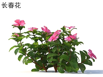 花 长春花 花草灌木