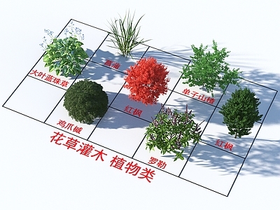 花草组合 灌木花草 植物类