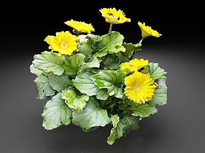 花草组合 非洲菊 扶郎花 花朵 菊花 花卉 花草 鲜花