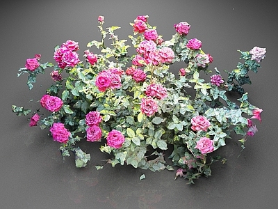 花草组合 红玫瑰 花卉 花朵 花草 花圃 植物
