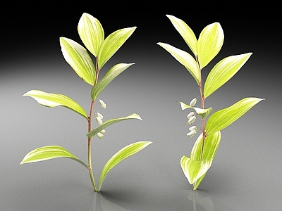 花草组合 花草 植物 树叶 绿植