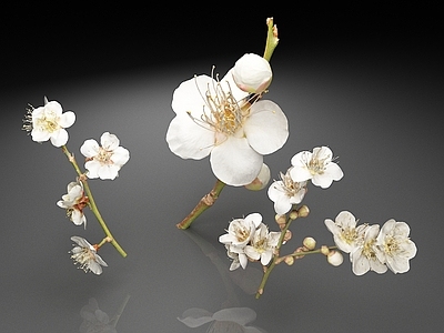 花 日本杏梅 白梅 梅花 花朵 花卉