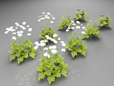 花草组合 银莲花 花草 植物 花朵