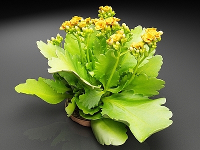 花草组合 长寿花 花草 植物 花朵 花卉