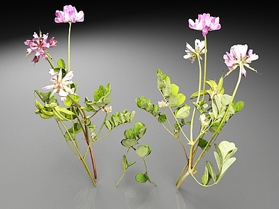 花草组合 紫云英 红花草 植物 花草