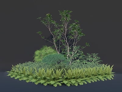 植物组合 树池 丛生小乔木 肾蕨蕨类 散尾葵