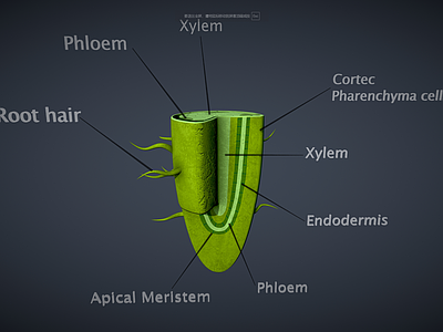 其他树木 树根 草 植物细胞 细胞 解剖根部