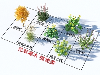 花草组合 花草灌木 植物类